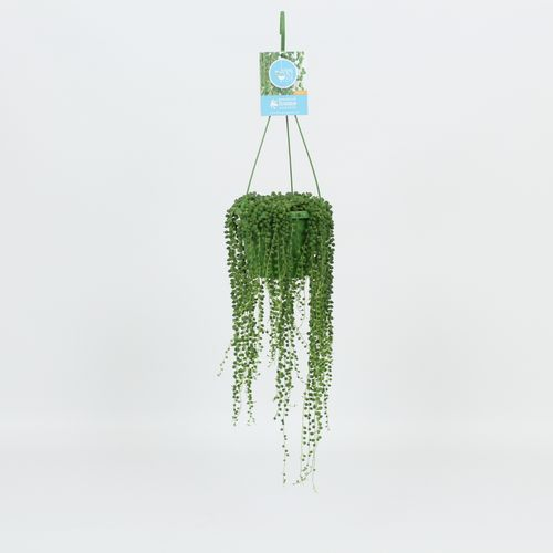 Senecio Rowleyanus Ampel T14