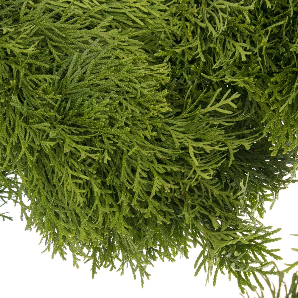 Girlande Thuja rund gebunden 10 Meter