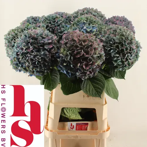 Hortensie türkis/lila Pimpernel Classic Bol 23cm 100cm