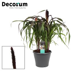 Pennisetum lila T23 H50