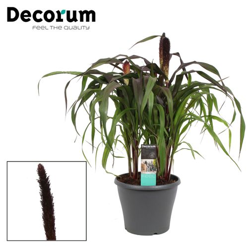 Pennisetum lila T23 H50