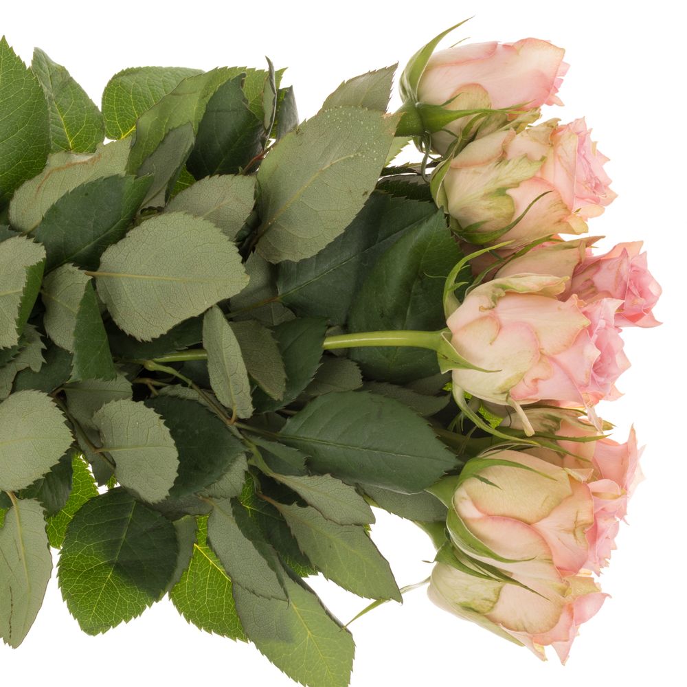 Rose rosa Sudoku    40cm