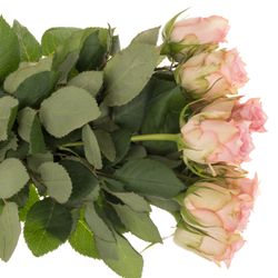 Rose rosa Sudoku    40cm