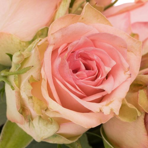 Rose rosa Sudoku    40cm