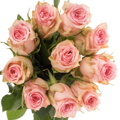 Rose rosa Sudoku    40cm