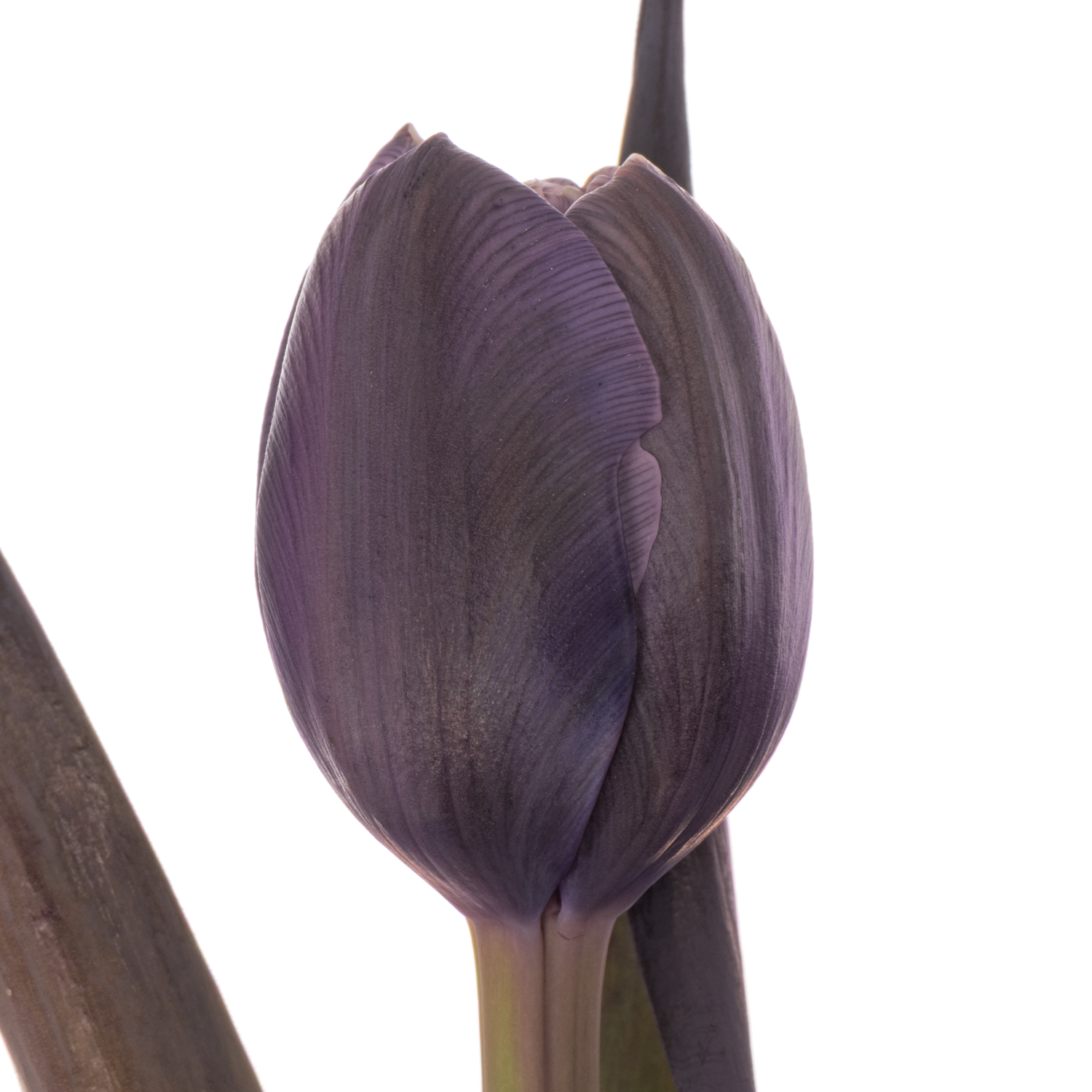 Tulpe Violet gefärbt Double violet 32 Gramm