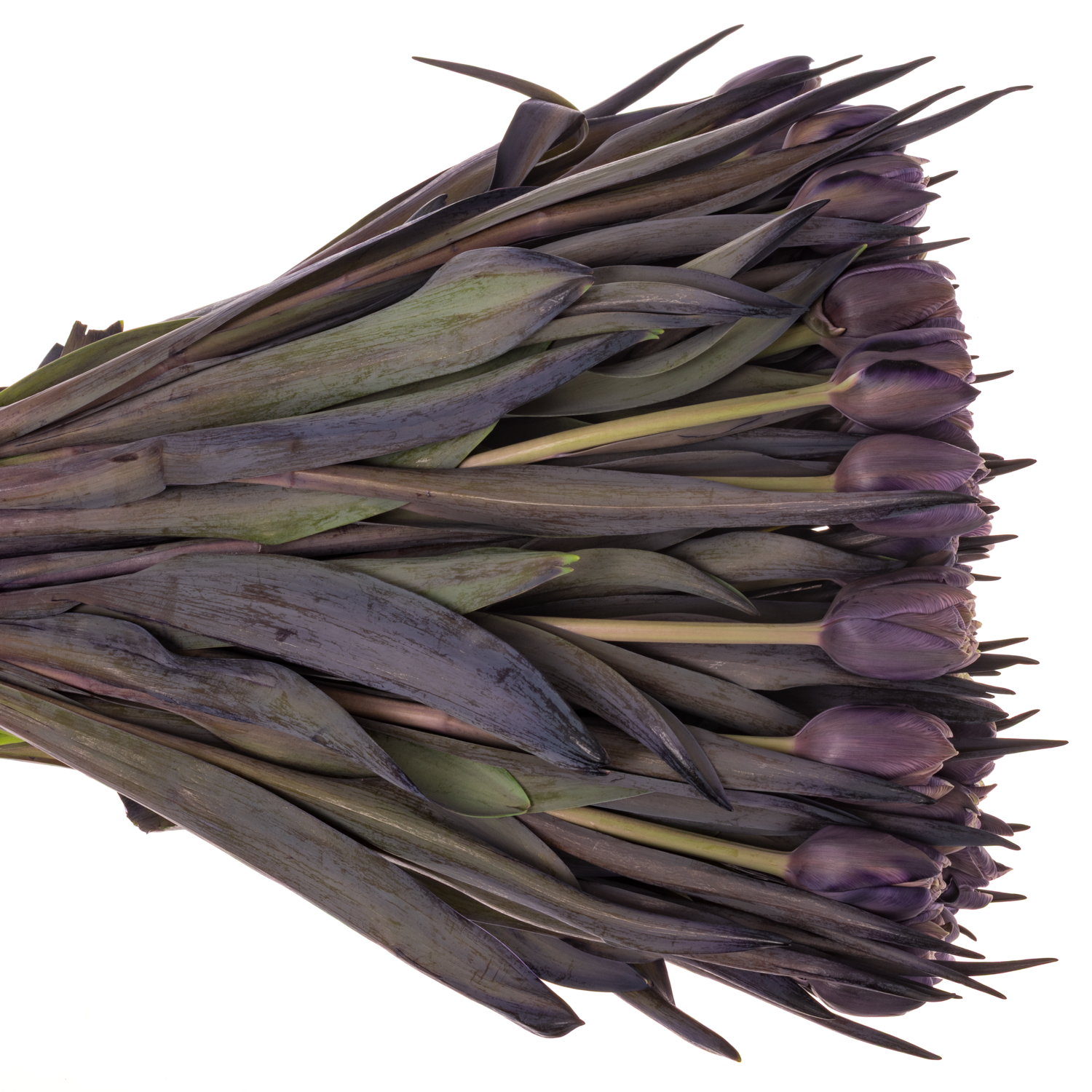 Tulpe Violet gefärbt Double violet 32 Gramm