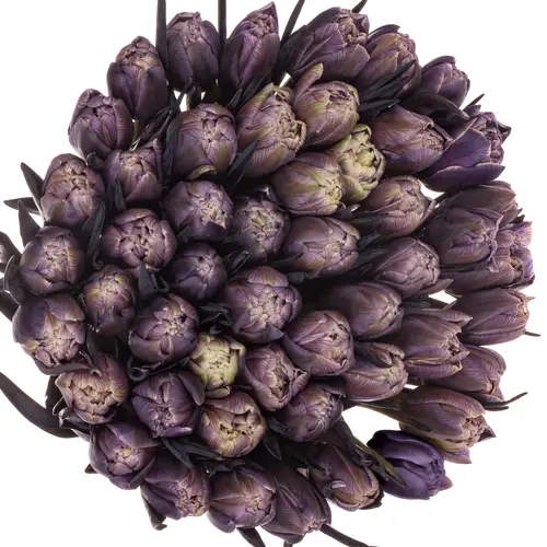 Tulpe Violet gefärbt Double violet 32 Gramm