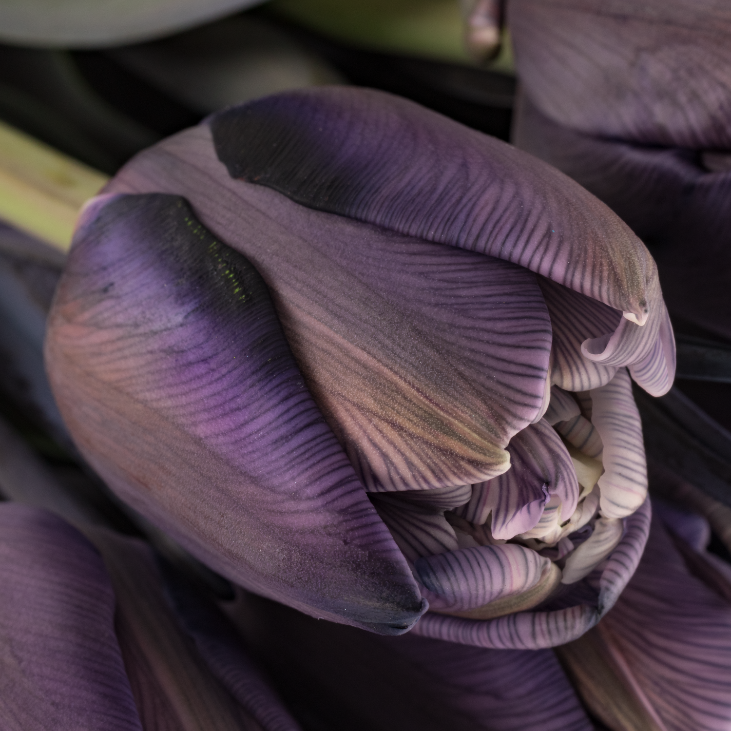 Tulpe Violet gefärbt Double violet 32 Gramm