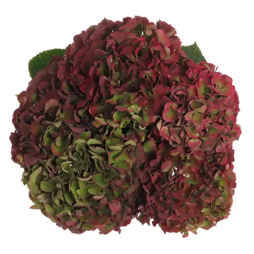 Hortensie rot/grün Bol 16cm 50cm
