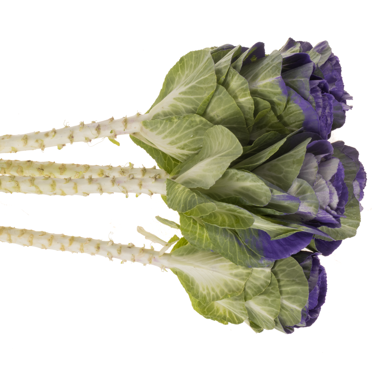 Zierkohl violet gefärbt 60cm
