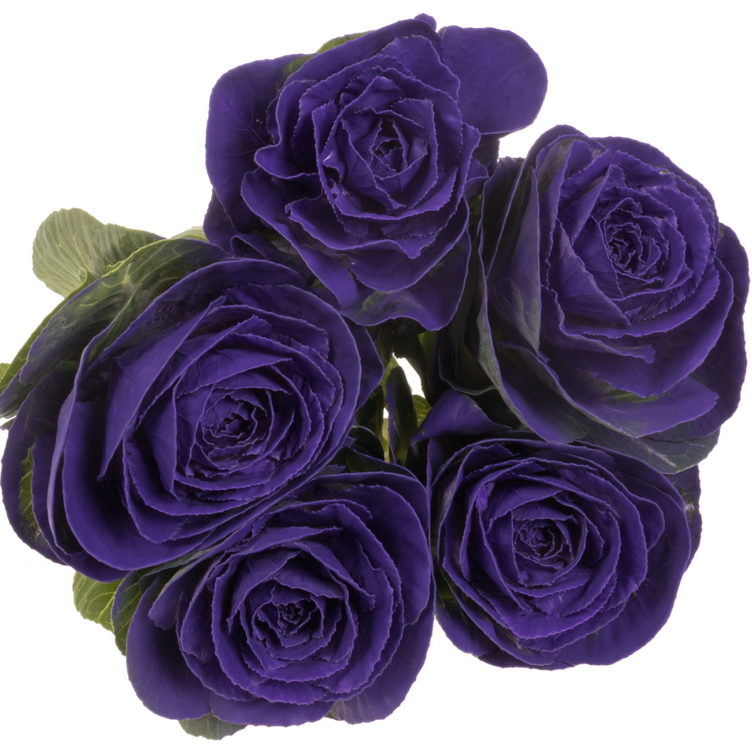 Zierkohl violet gefärbt 60cm