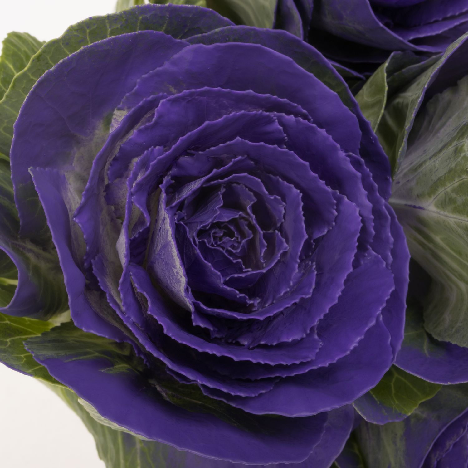 Zierkohl violet gefärbt 60cm