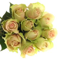 Rose hell grün/hell rosa La Belle 50cm