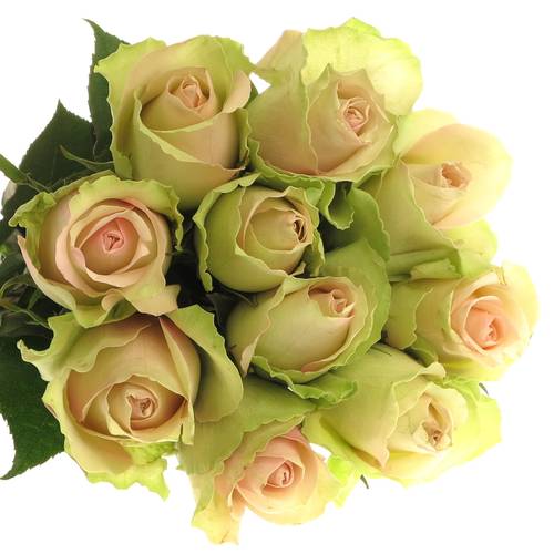 Rose hell grün/hell rosa La Belle 50cm