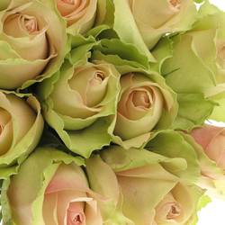 Rose hell grün/hell rosa La Belle 50cm