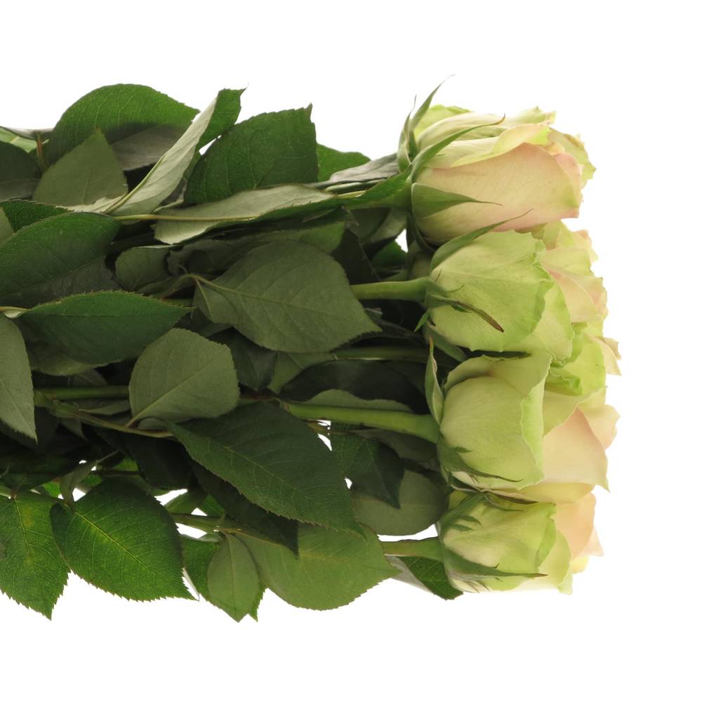 Rose hell grün/hell rosa La Belle 50cm