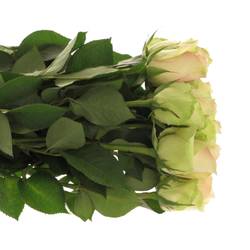 Rose hell grün/hell rosa La Belle 50cm