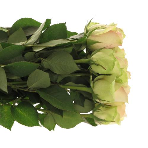 Rose hell grün/hell rosa La Belle 50cm