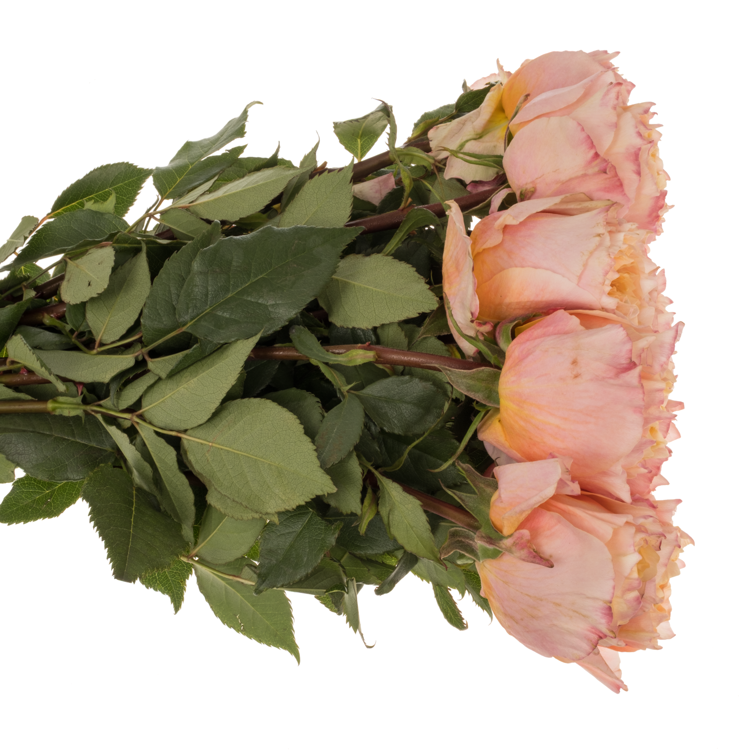 Rose orange/grün Shine On 50cm