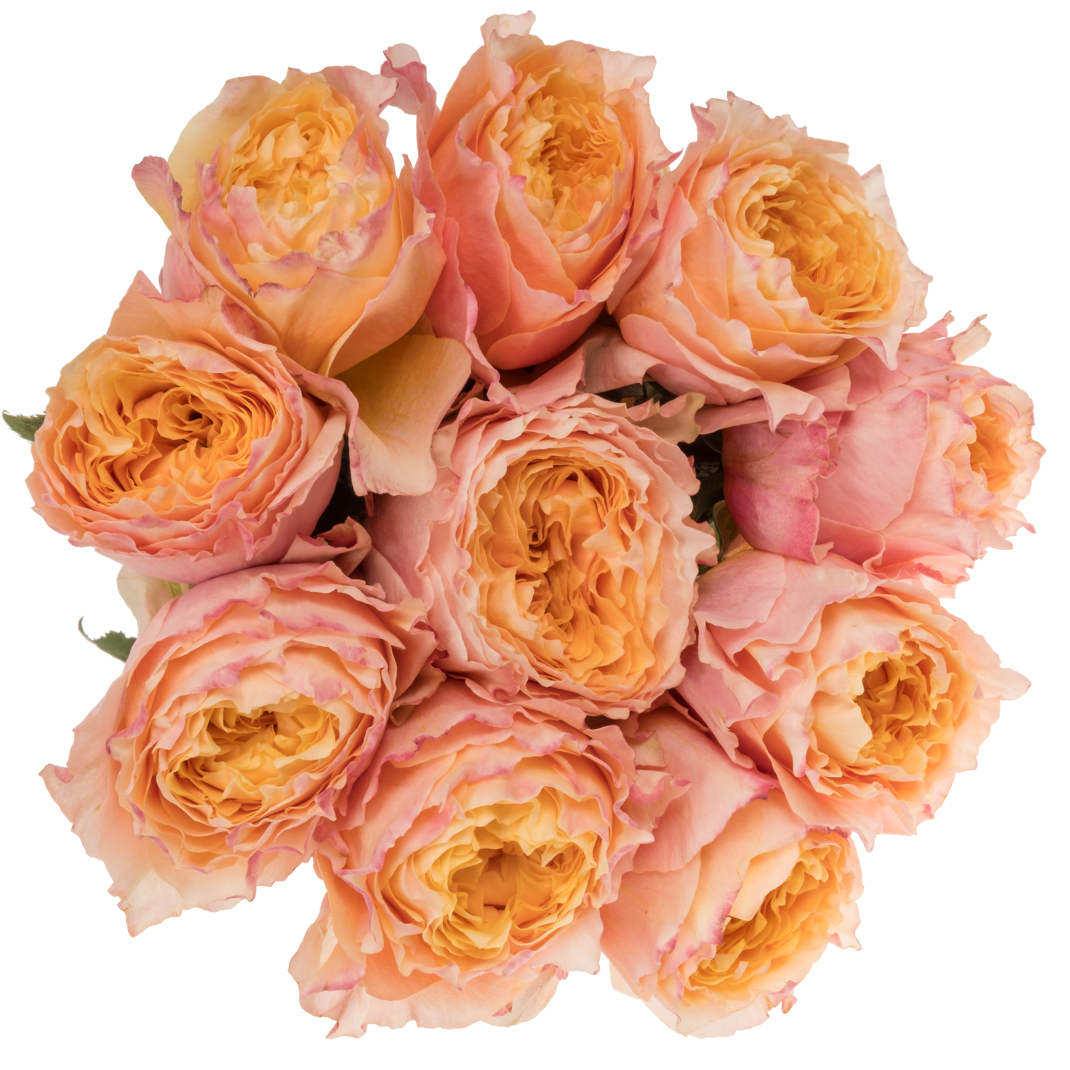 Rose orange/grün Shine On 50cm