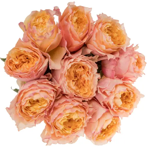 Rose orange/grün Shine On 50cm