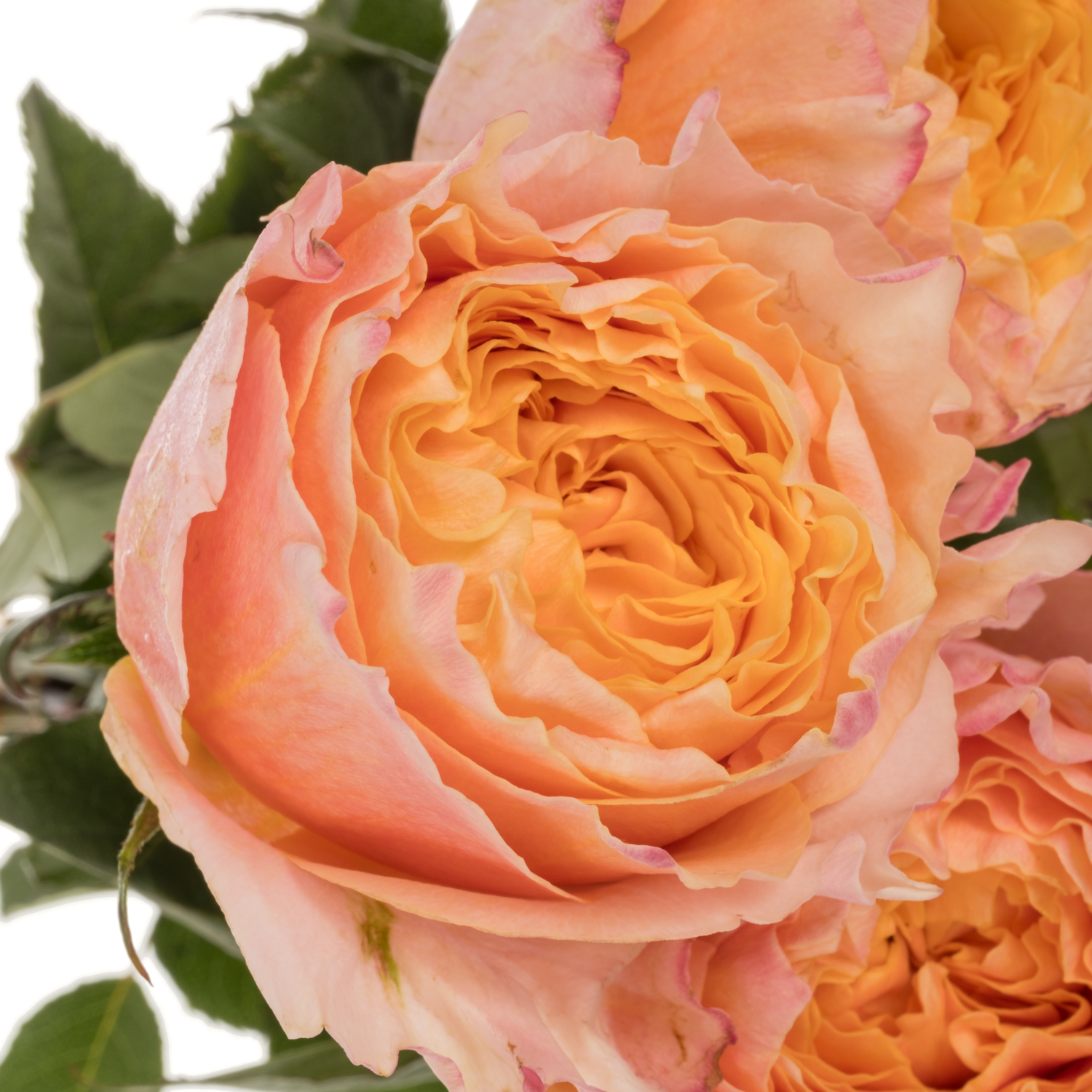 Rose orange/grün Shine On 50cm