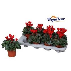 Cycl.rot Verano T10,5 H020