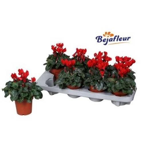 Cyclame rot Verano T10,5 H020