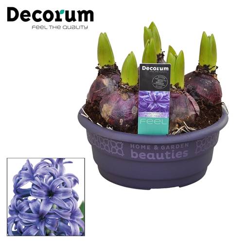 Hyac.6er blau Blue Pearl T16 H15 