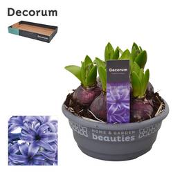 Hyazinthe 5er blau Blue Pearl Schale T16 H015