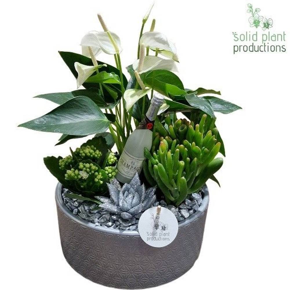 Anth.Arr AE004 Silver Silvester T22 H042