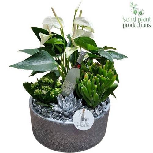 Anth.Arr AE004 Silver Silvester T22 H042