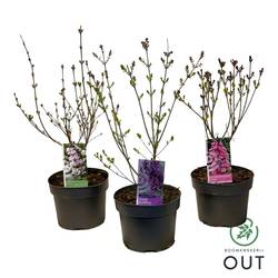 Syringa mix Blooming T19 H060