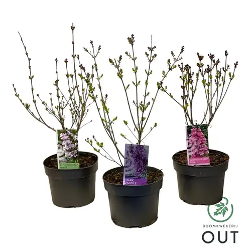 Syringa mix Blooming T19 H060