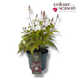Tiarella Indian Summer Sugar and Spice T19 H040