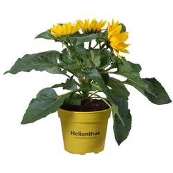 Sonnenblume Multiflower T15 H040