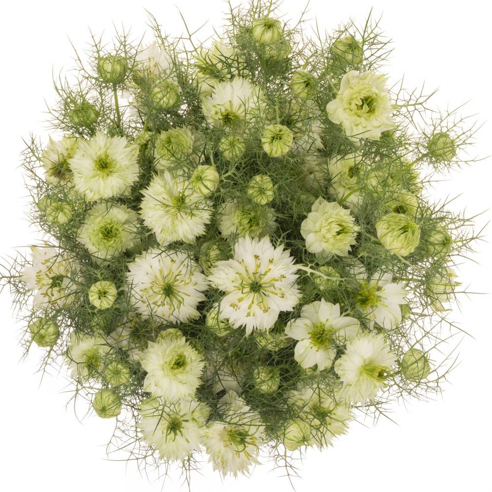 Nigella weiss Artistic White 50cm