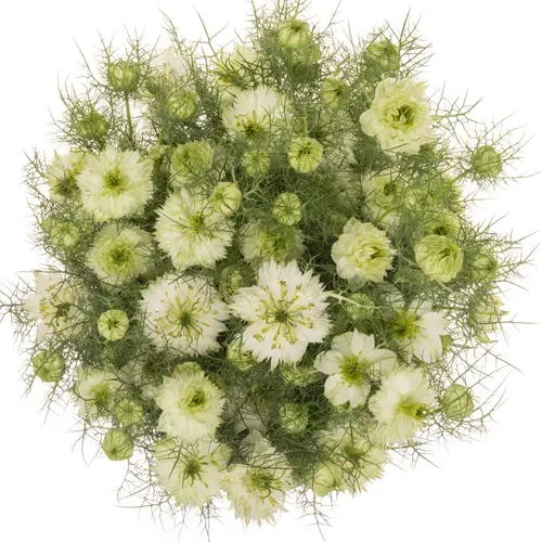 Nigella weiss Artistic White 50cm