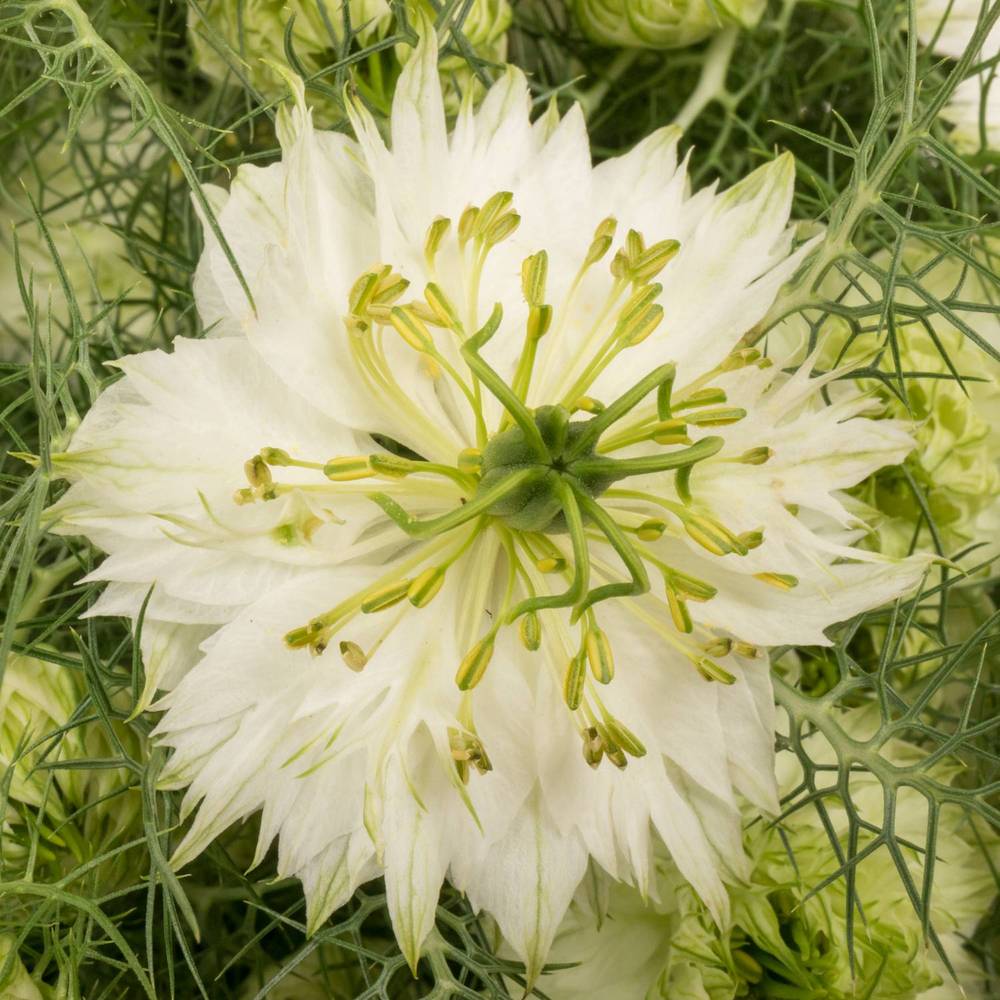 Nigella weiss Artistic White 50cm