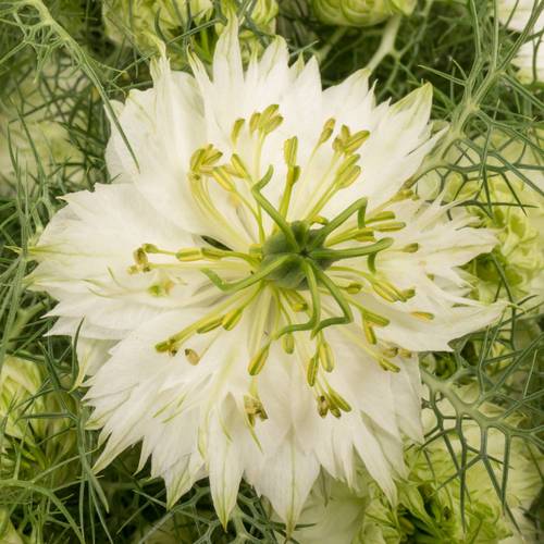 Nigella weiss Artistic White 50cm