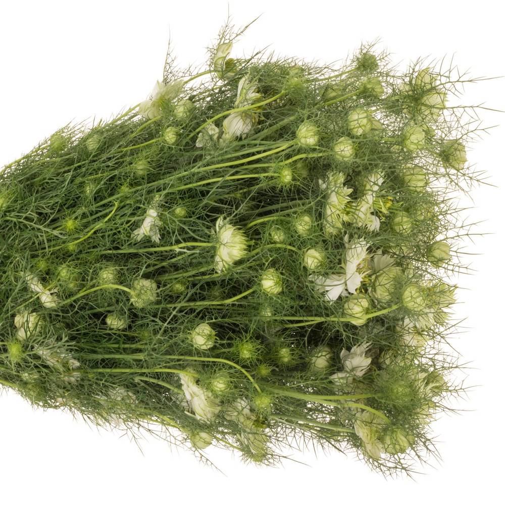 Nigella weiss Artistic White 50cm