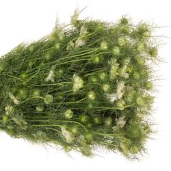 Nigella weiss Artistic White 50cm
