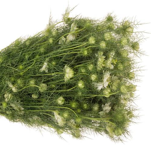 Nigella weiss Artistic White 50cm