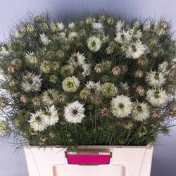 Nigella weiss Artistic White 50cm