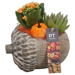 Kal.Arr PTHI5493 Herbst T17 H19