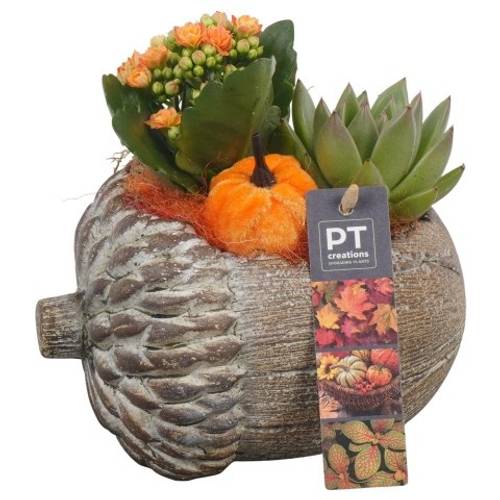 Kal.Arr PTHI5493 Herbst T17 H19