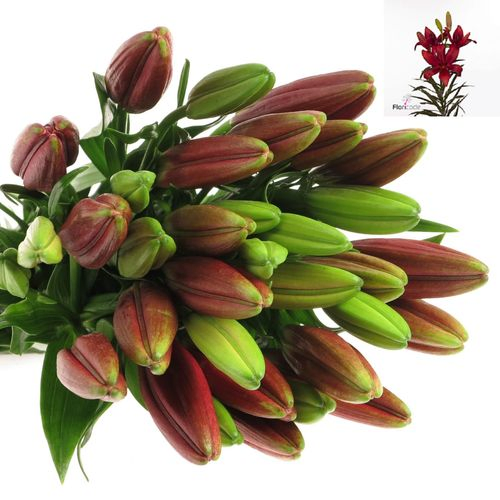 Lilie asiatisch rot Corleone 4+Blüte 80cm