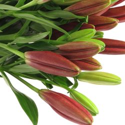 Lilie asiatisch rot Corleone 4+Blüte 80cm