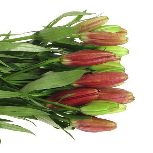 Lilie asiatisch rot Corleone 4+Blüte 80cm
